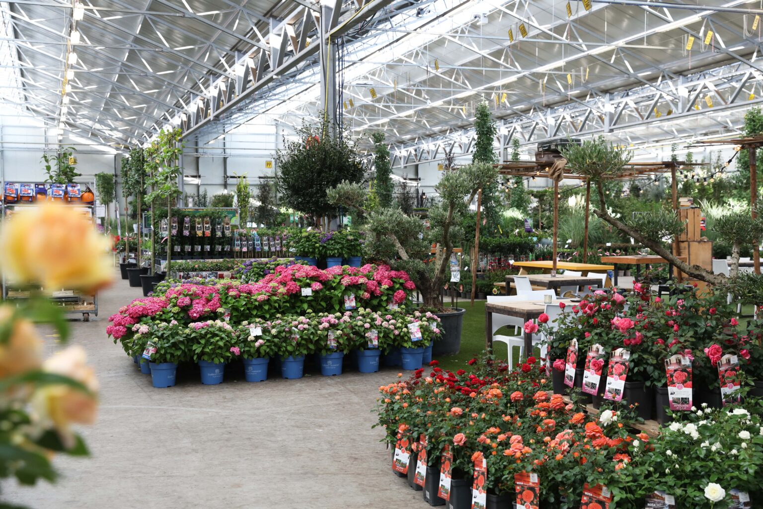 Bruygom foto vervangen (1)