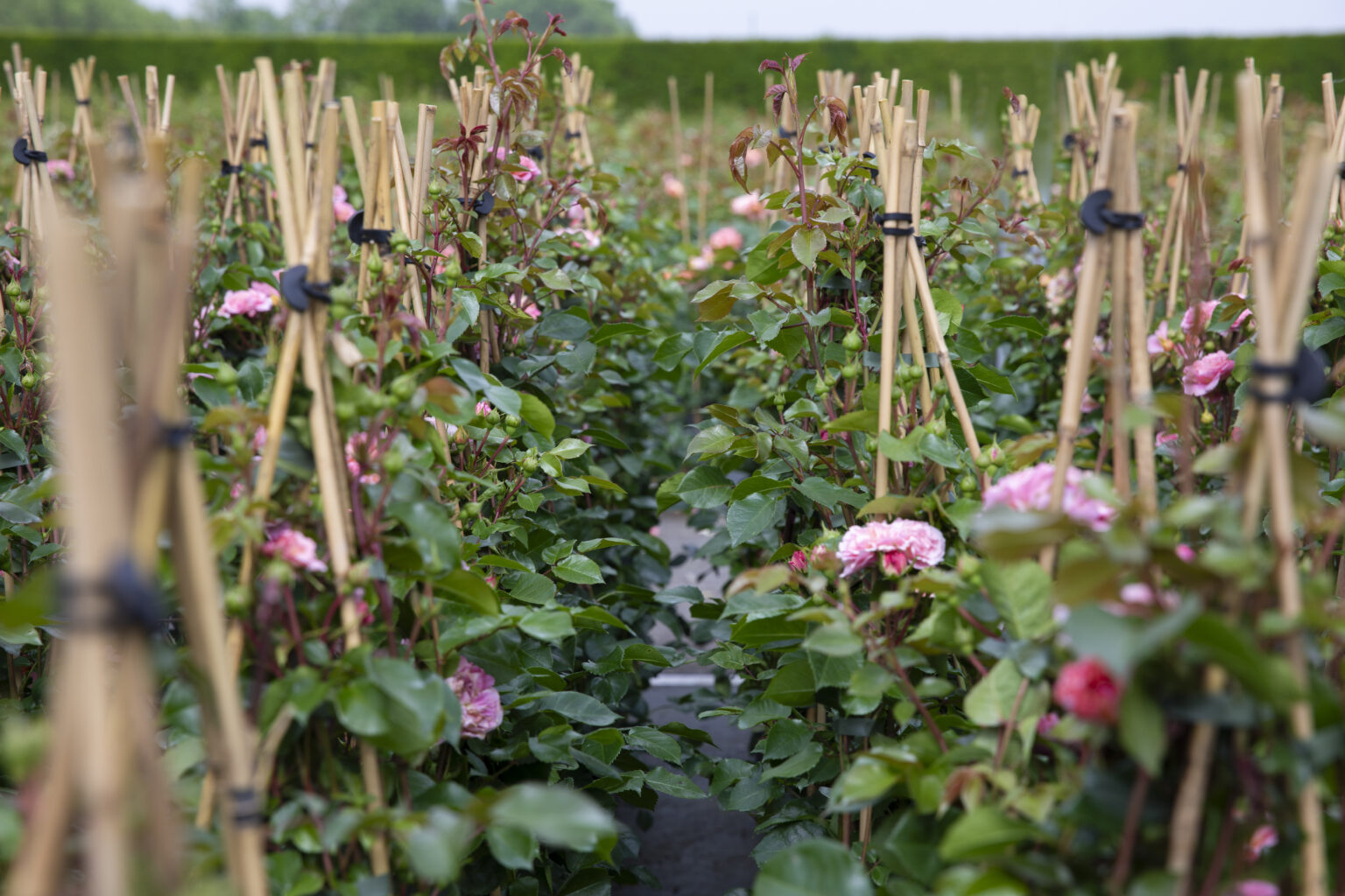 Piroutte™Courtyard (5)